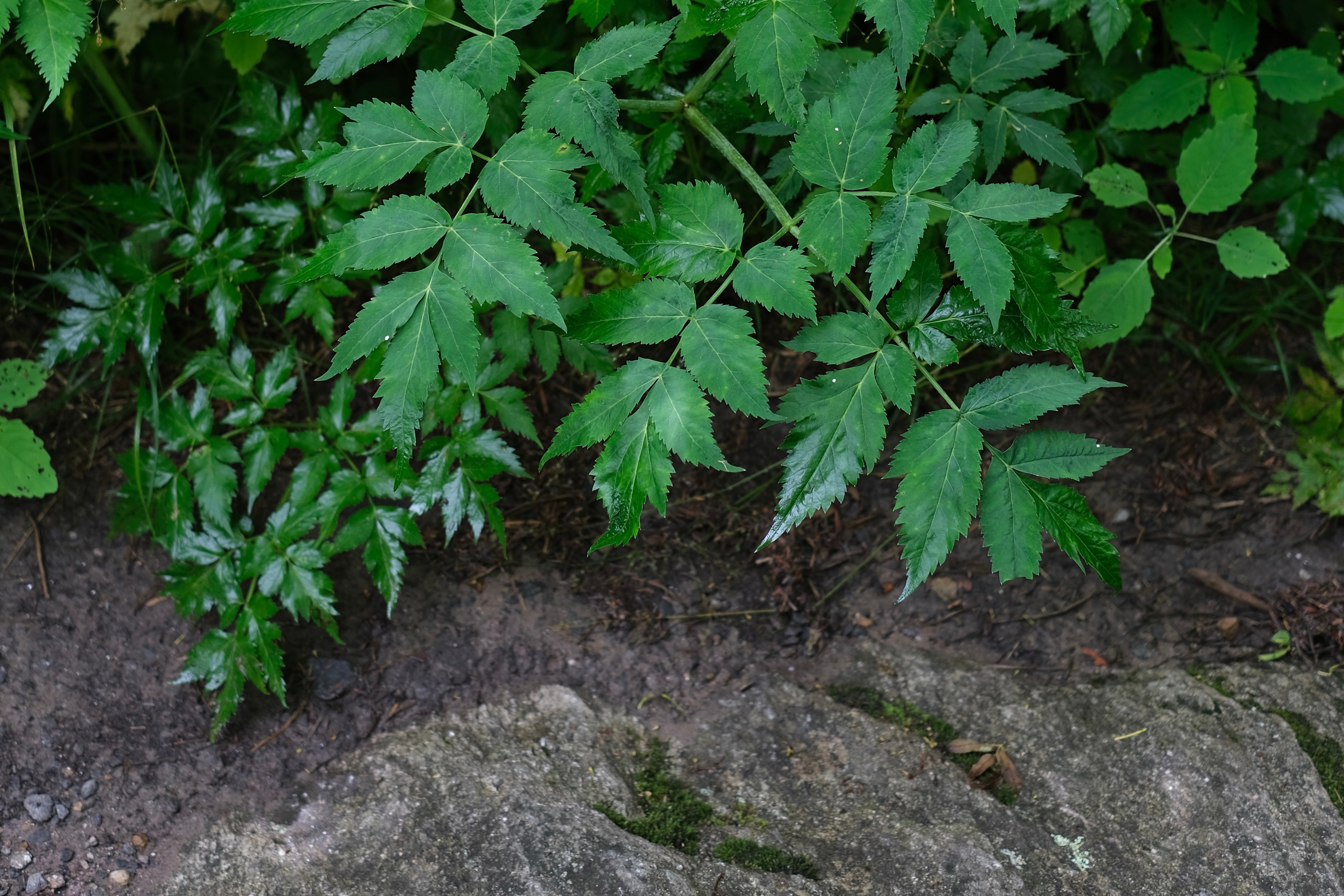 Wild Gardens